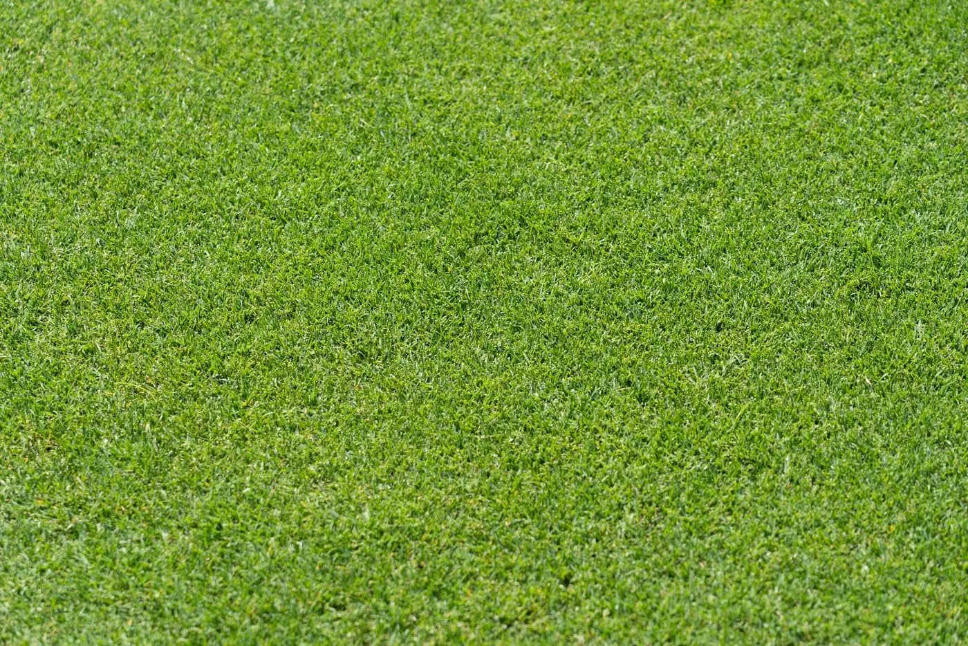 Dense, evenly cut green lawn grass up close
