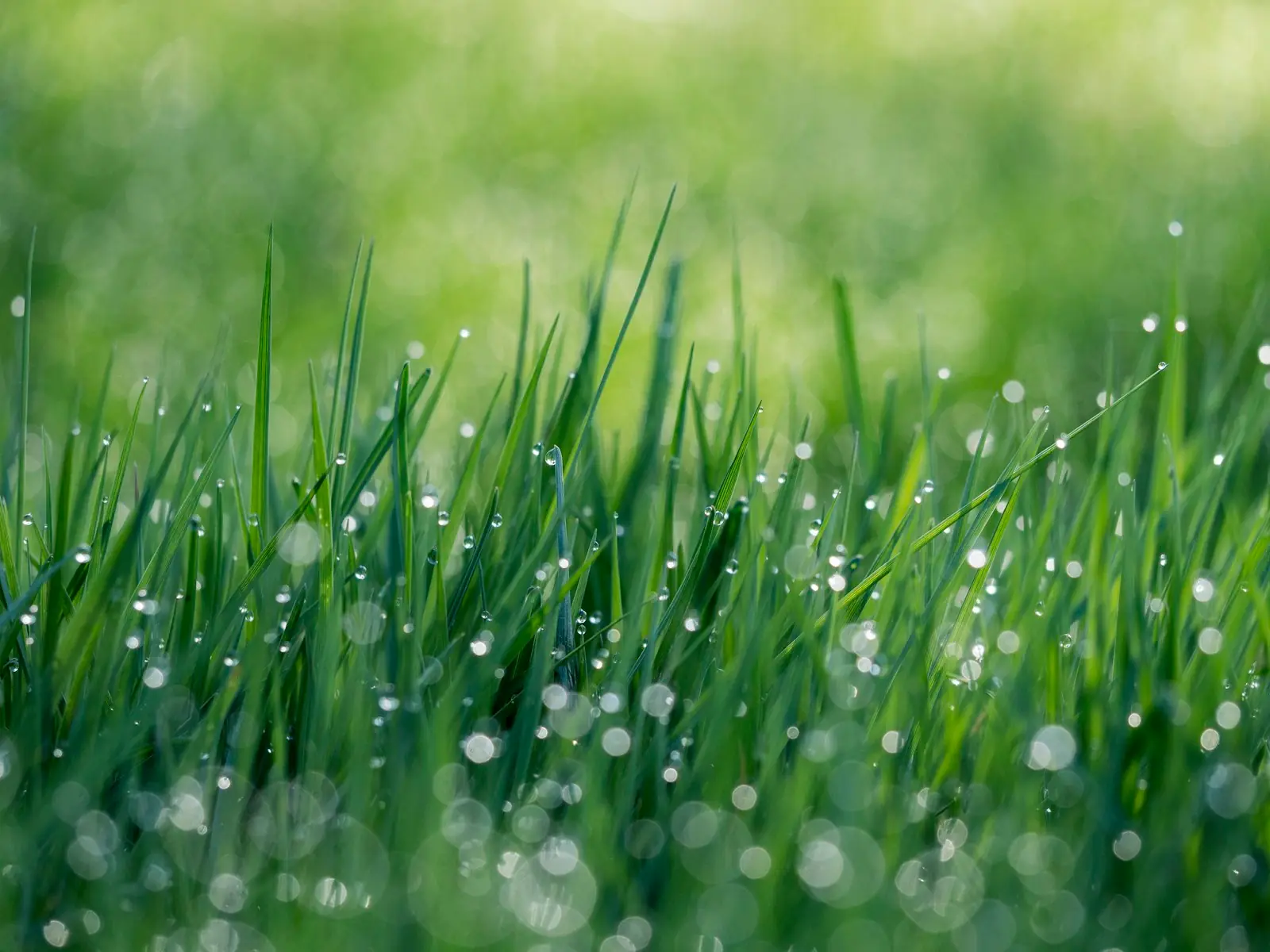 Close-up of green grass blades covered in morning dew