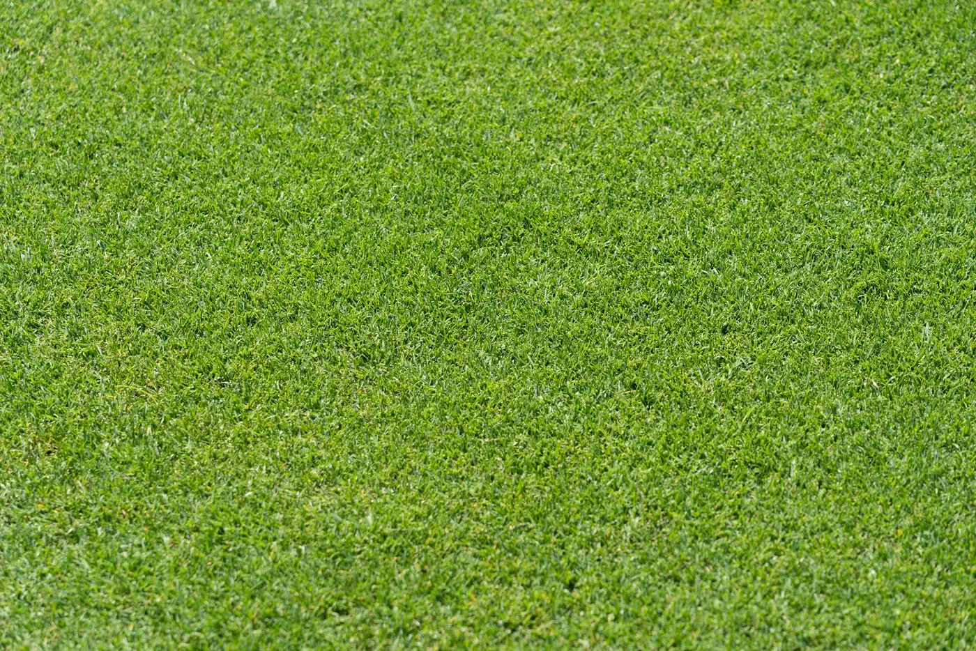 Dense, evenly cut green lawn after a season of feeding